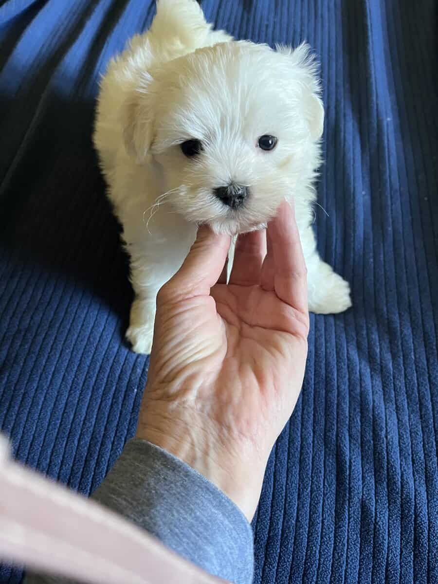 Maltese Male and Female Puppy A.K.C. For Sale image 3