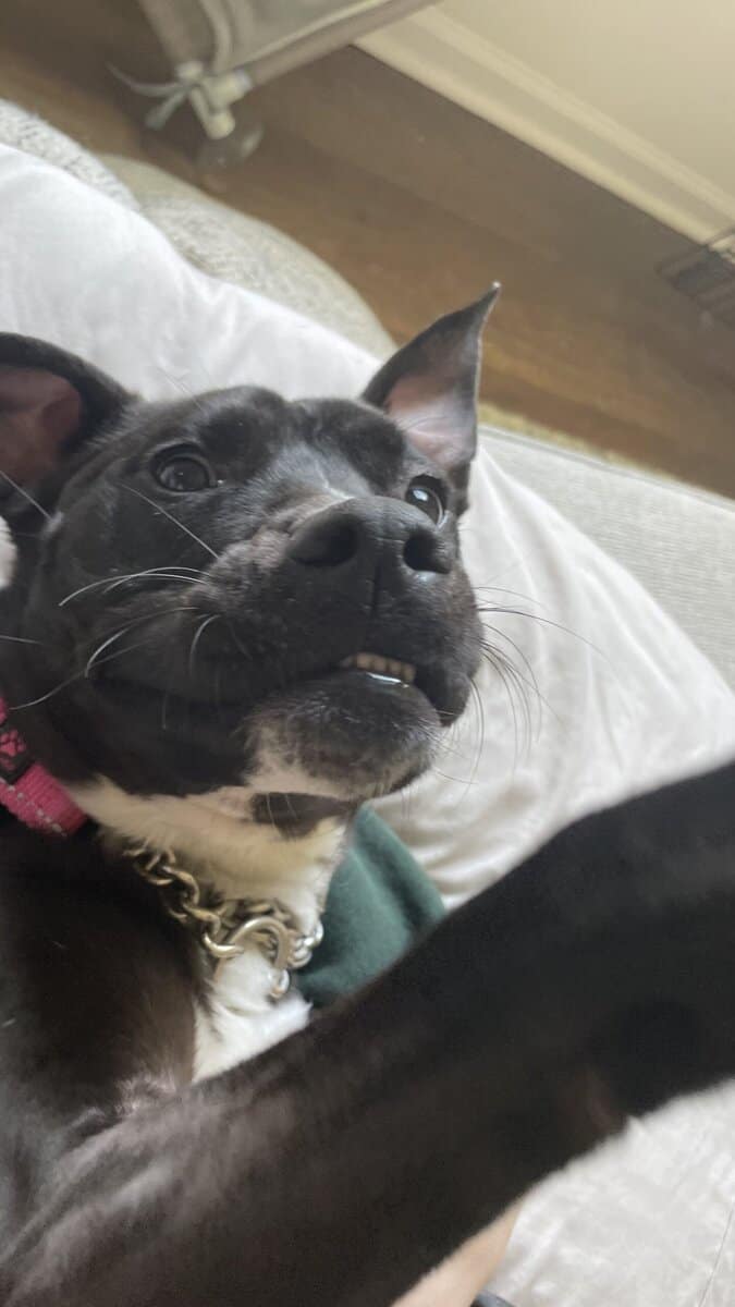 Puppy puddin pop image 20