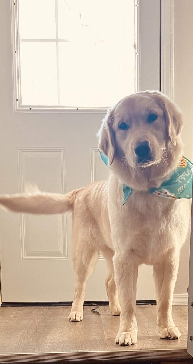 Luna-3 Year Old Female Golden Retriever image 3
