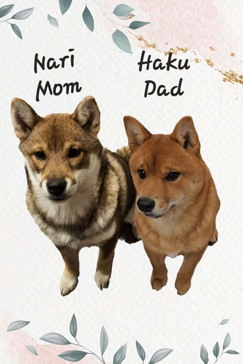 Shiba Inu Puppies image 2