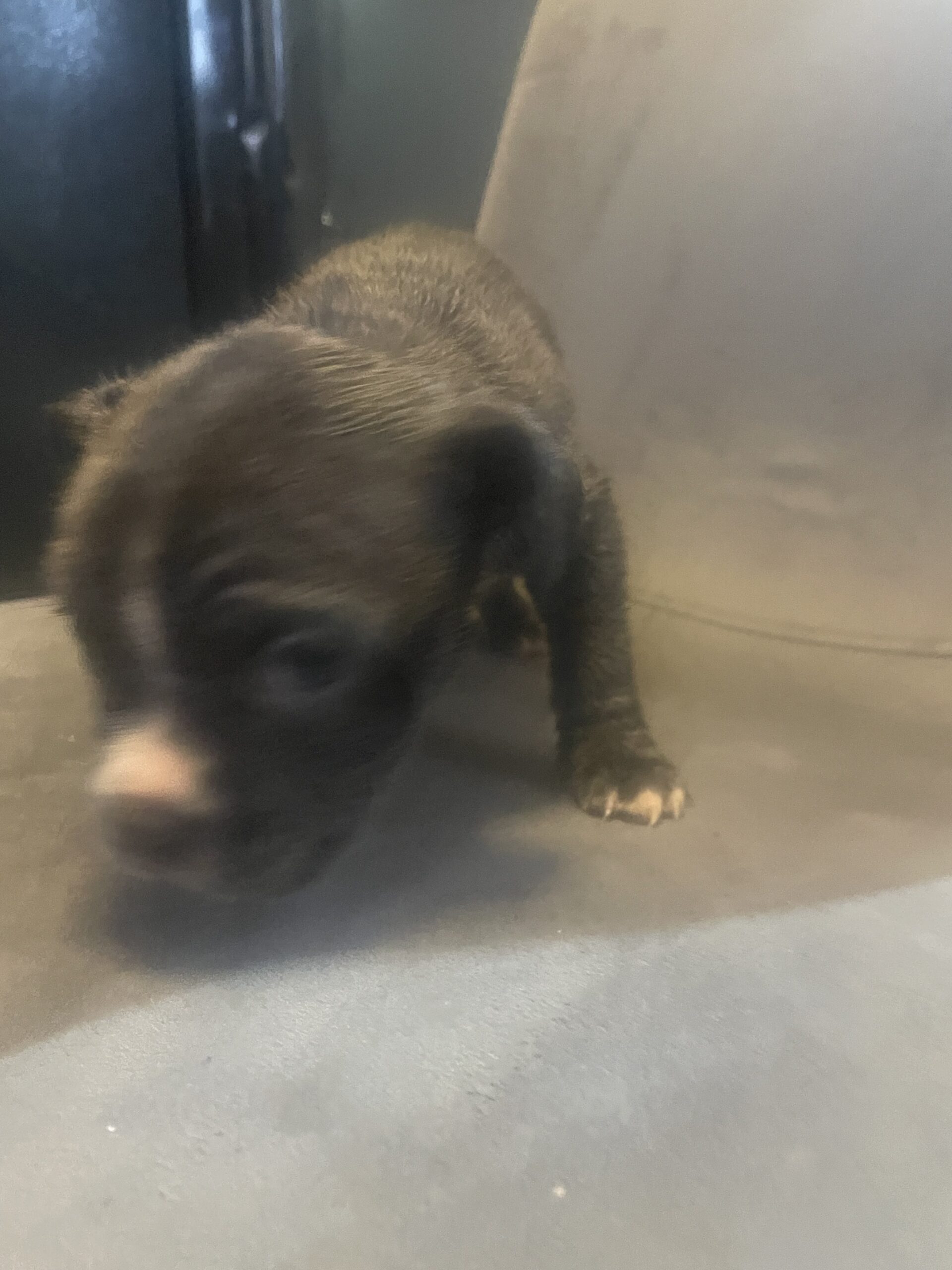 Pitt bull puppies for sale image 7