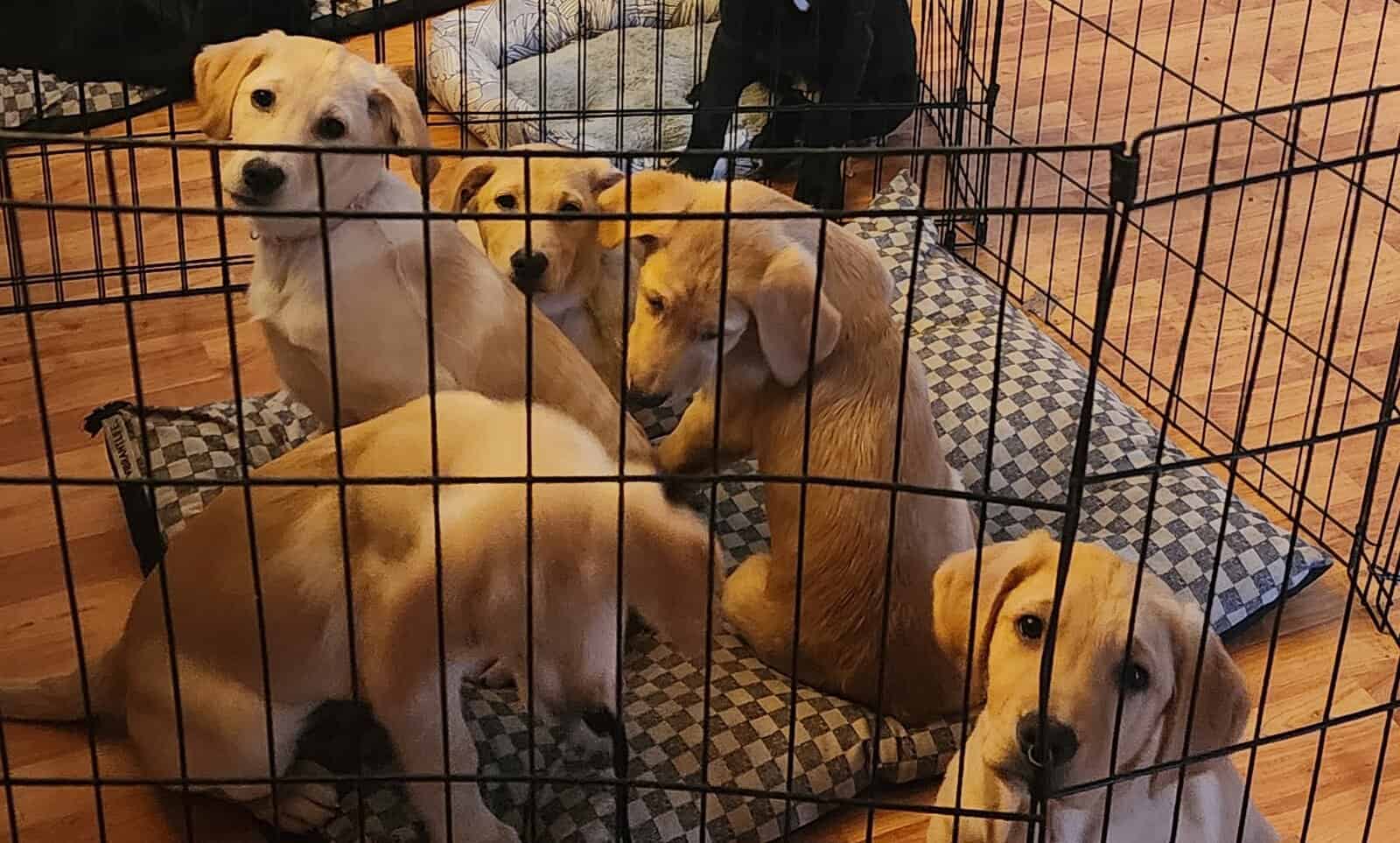 Puppies for sale image 3