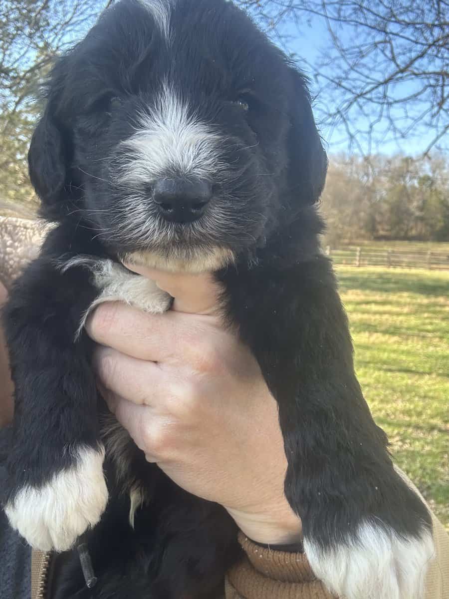 Sheepadoodle Puppies image 6