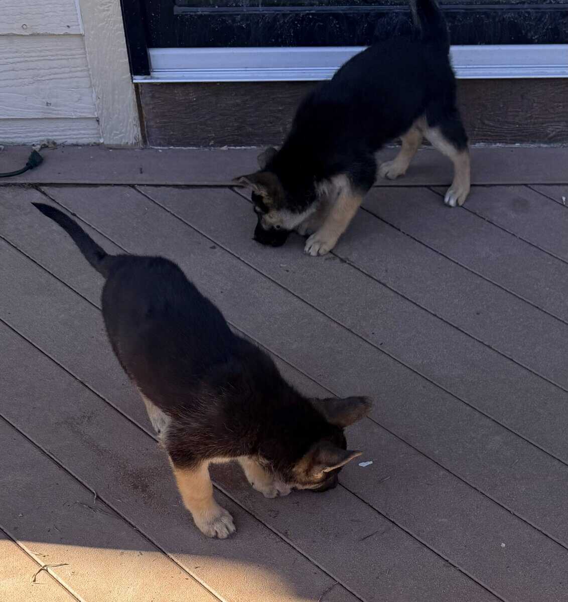 German shepherd/ white shepherd puppies image 3