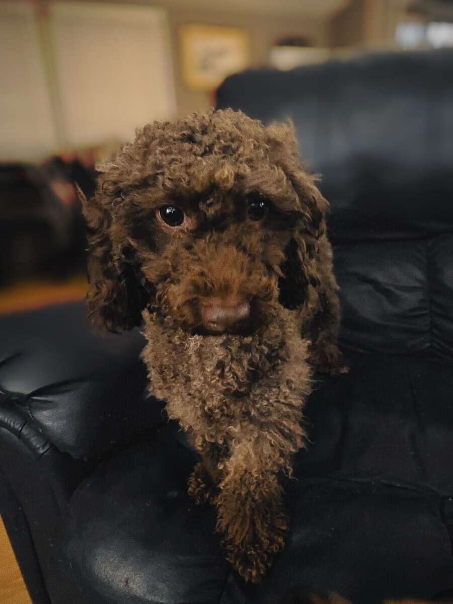 Dog for sale Cavapoo image 1