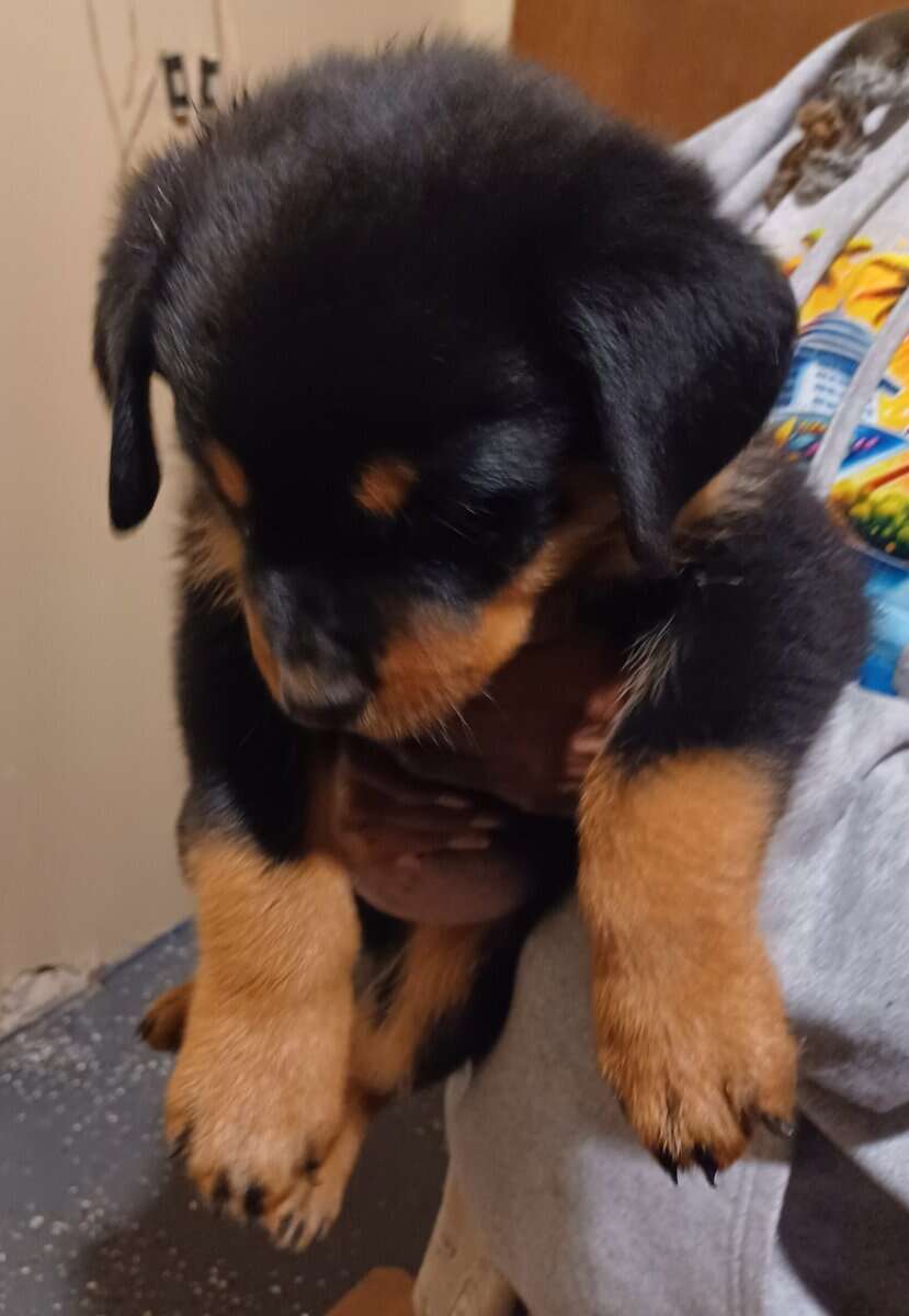 Rottie Pups For Sale image 14