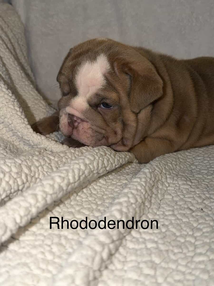 🐾 **Adorable English Bulldog Puppies ** 🐾 image 17