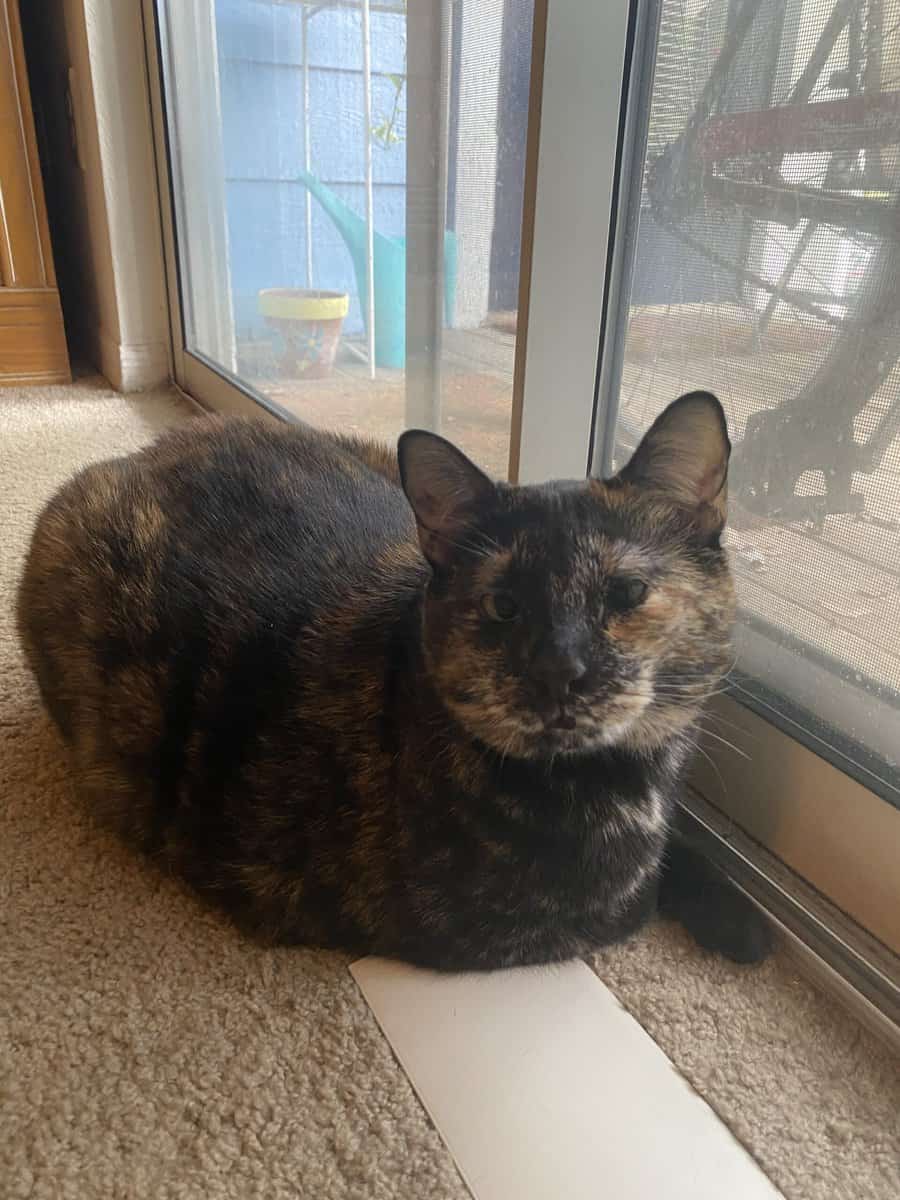 Daisy, tortoiseshell image 3