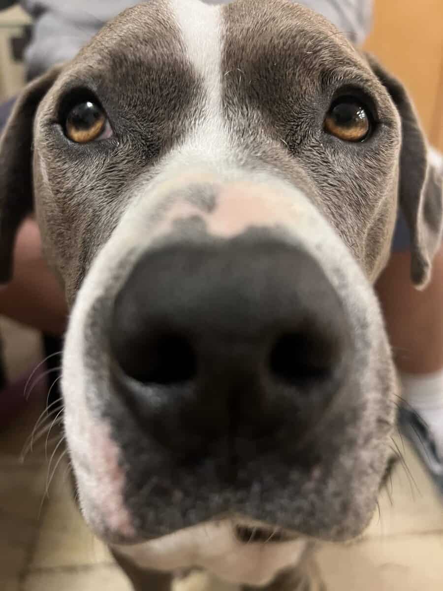 Bluenose Pitbull image 5