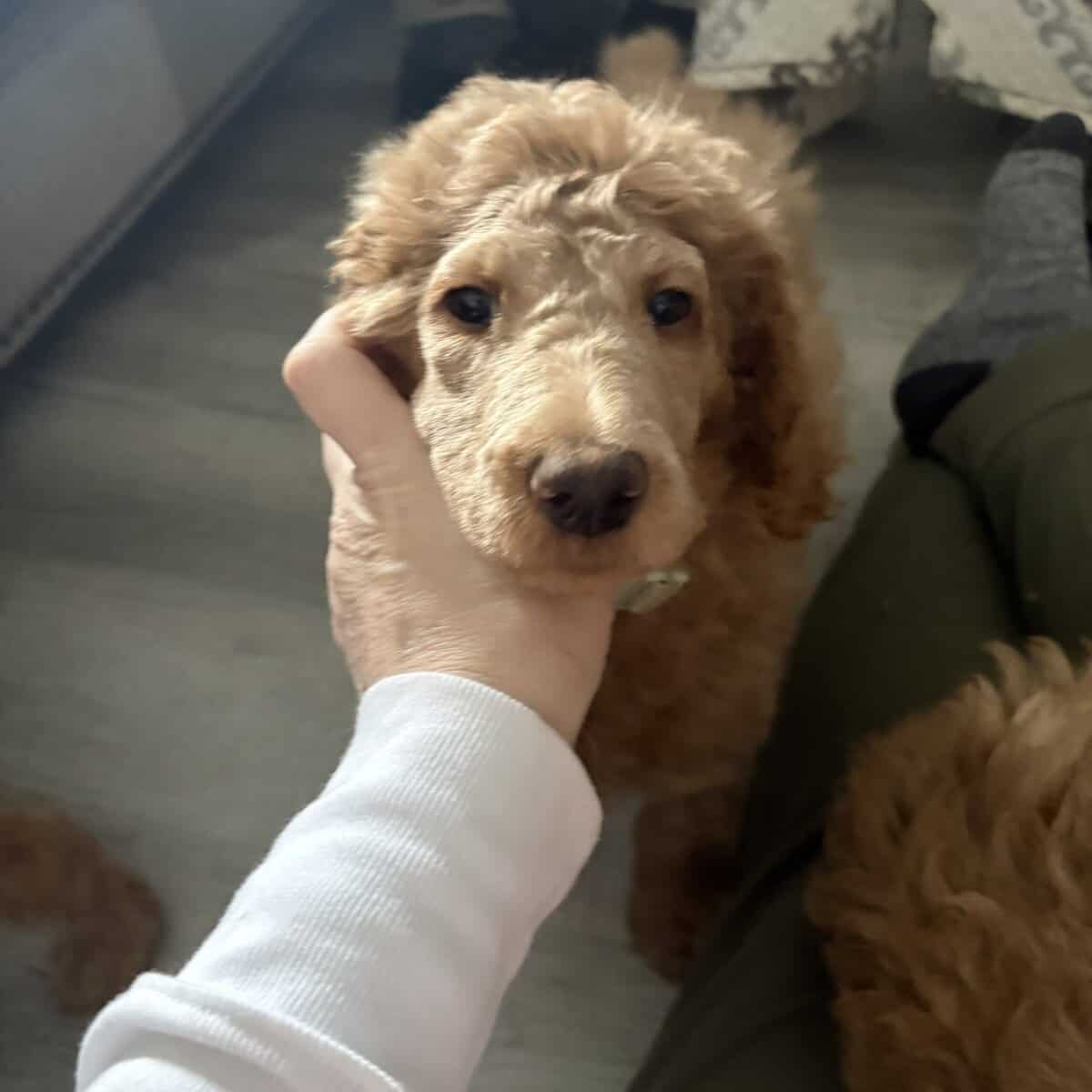 AKC standard poodle puppies image 9