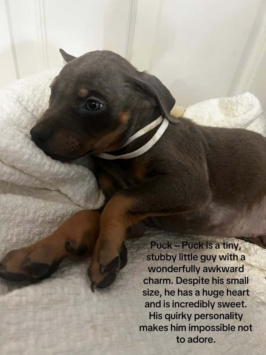 🔥 Rare Exotic Dober Bullies – Stunning Tri-Color image 16