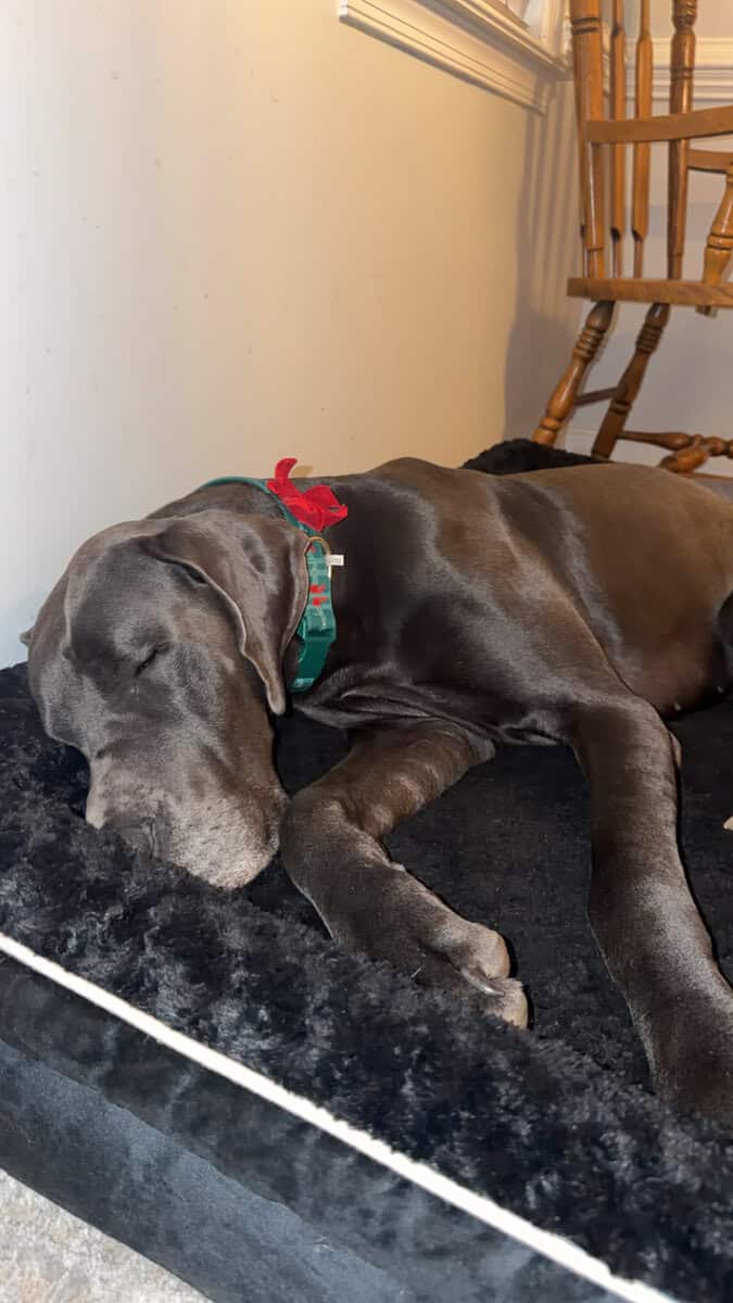 2 Blue Male Great Danes Needing Rehomed image 1