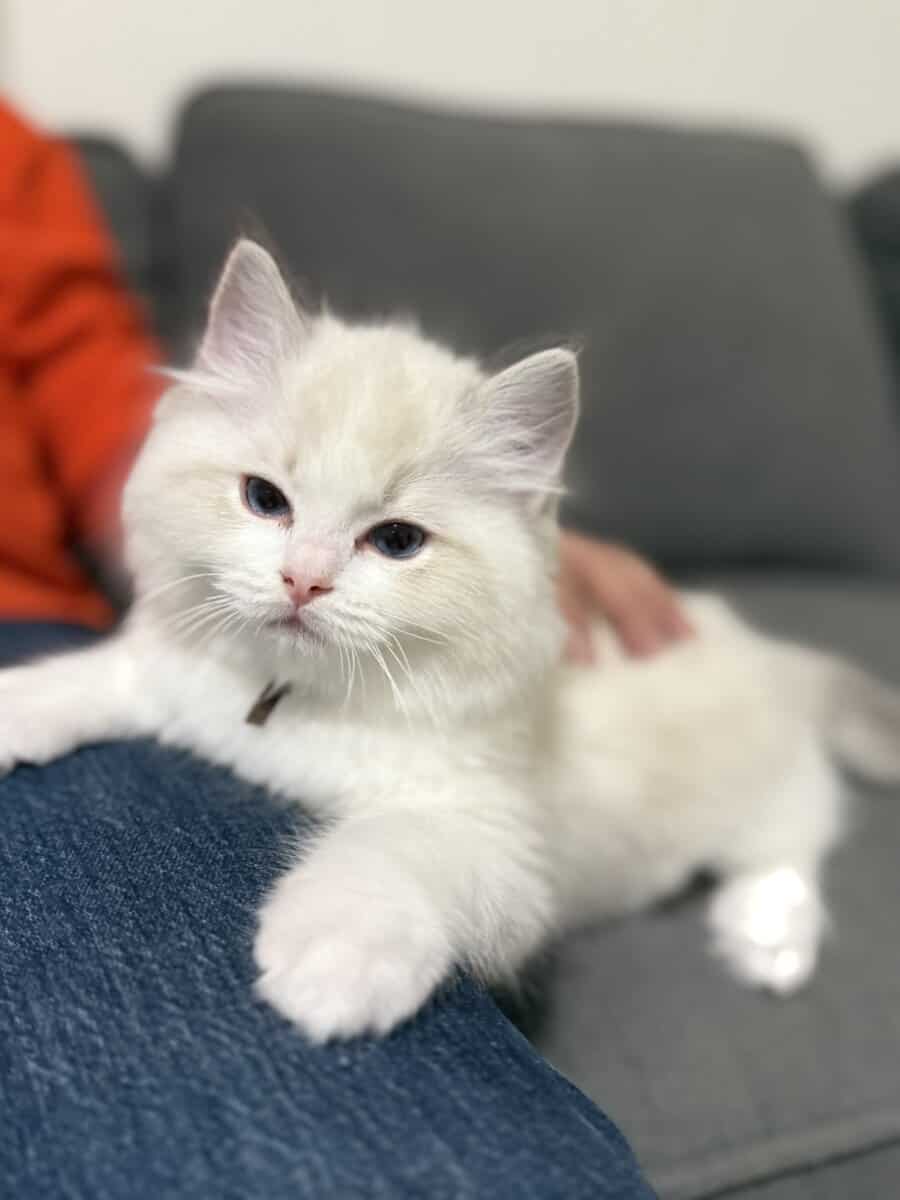 Available Blue Point Bicolor Ragdoll Kittens image 7