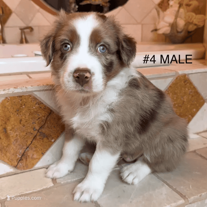 Beautiful Pure breed Aussie puppies image 3