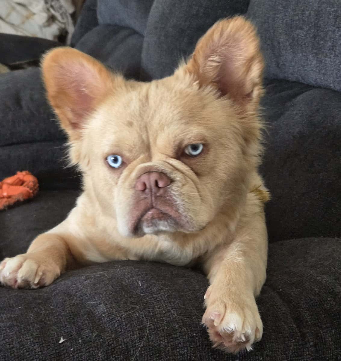 Frenchie Riviera-2 females available image 2