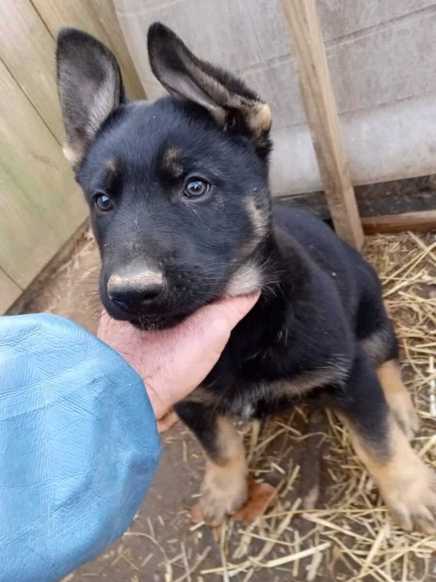 For sale Belgian malinois German Shepherd mixed pu image 1