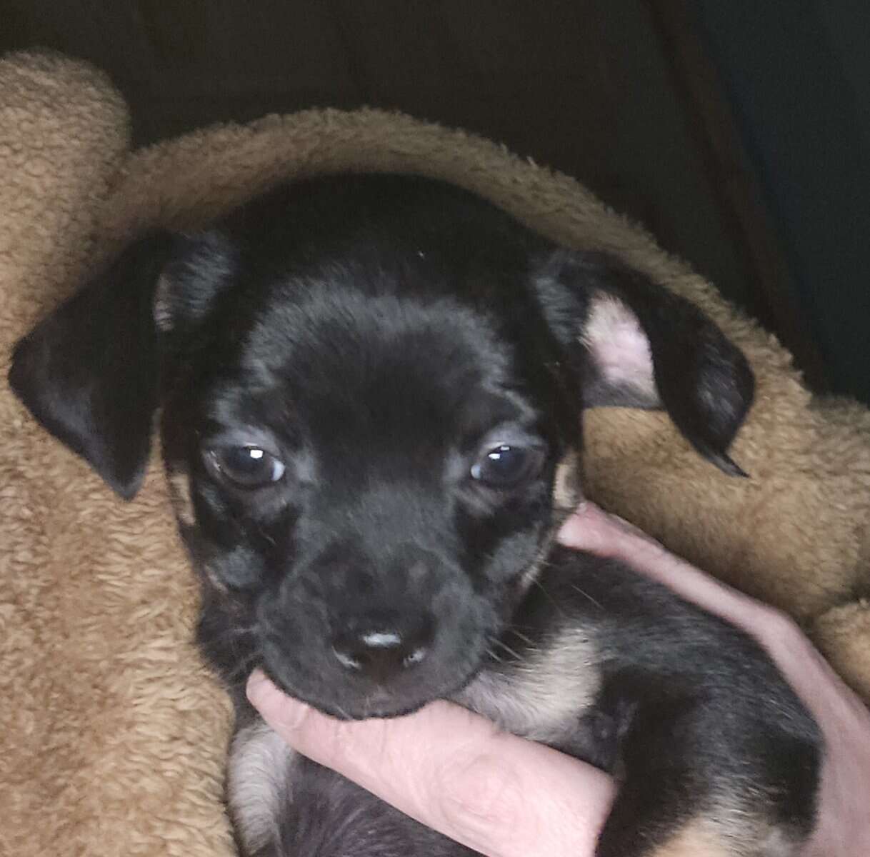 chihuahua 2 girl pups left ready to go! image 2
