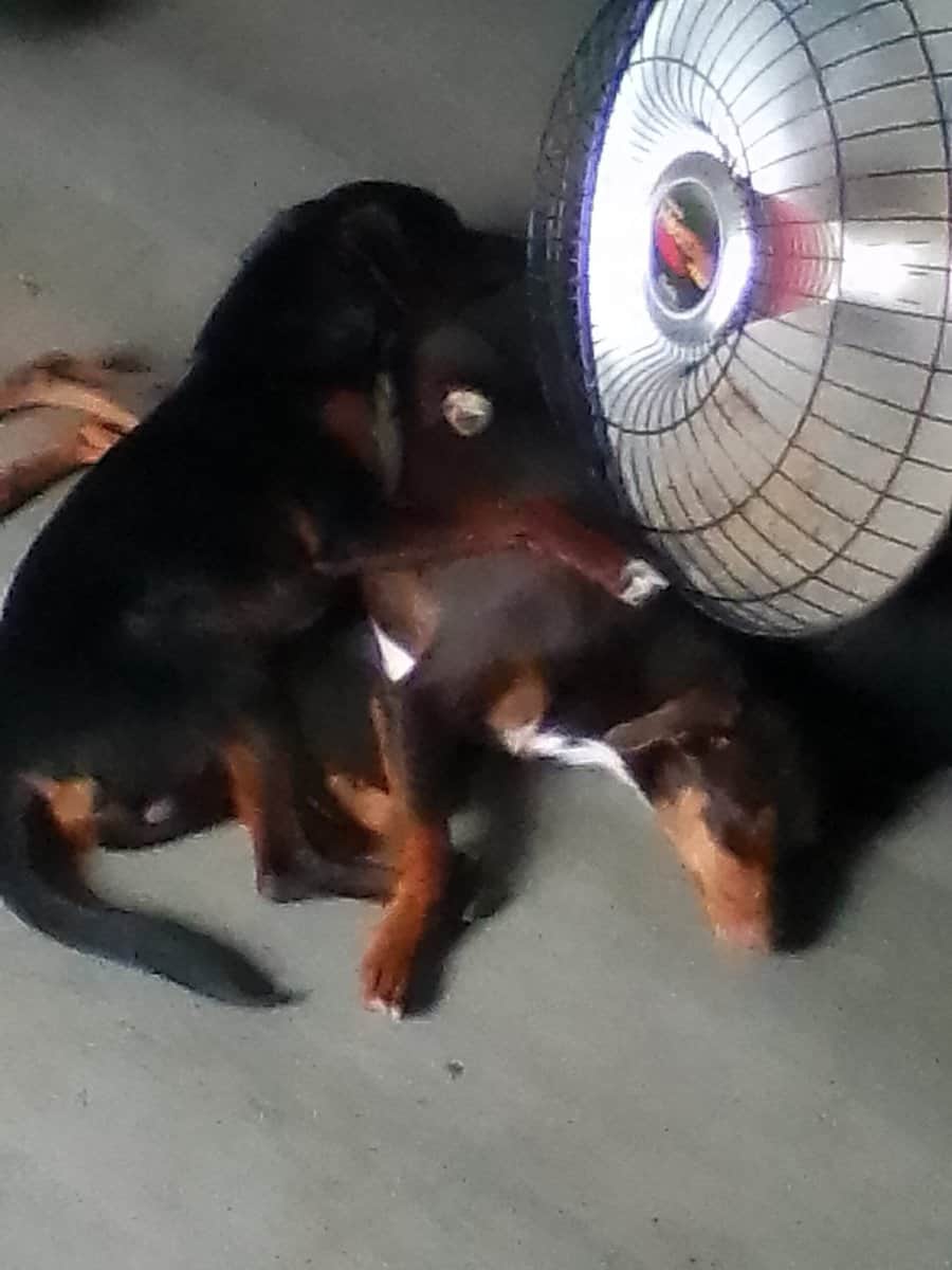 Mini pinscher/mini aussie mix image 2
