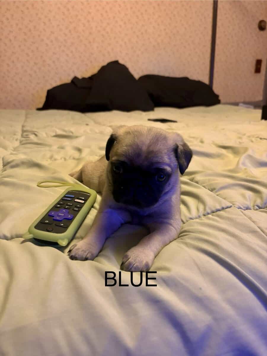 PUG PUPPIES!! image 12