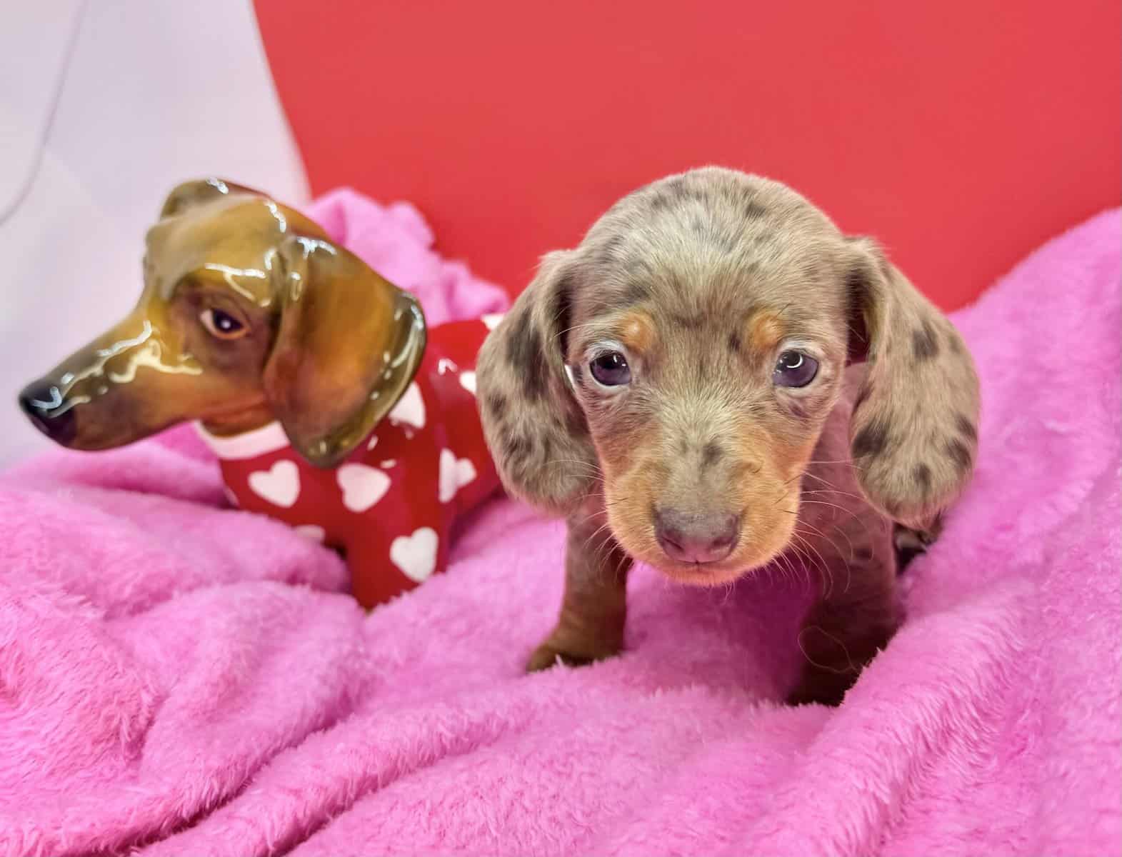 Champion bred dachshund puppies-Import line AKC image 21
