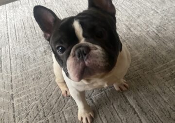 Male French bulldog