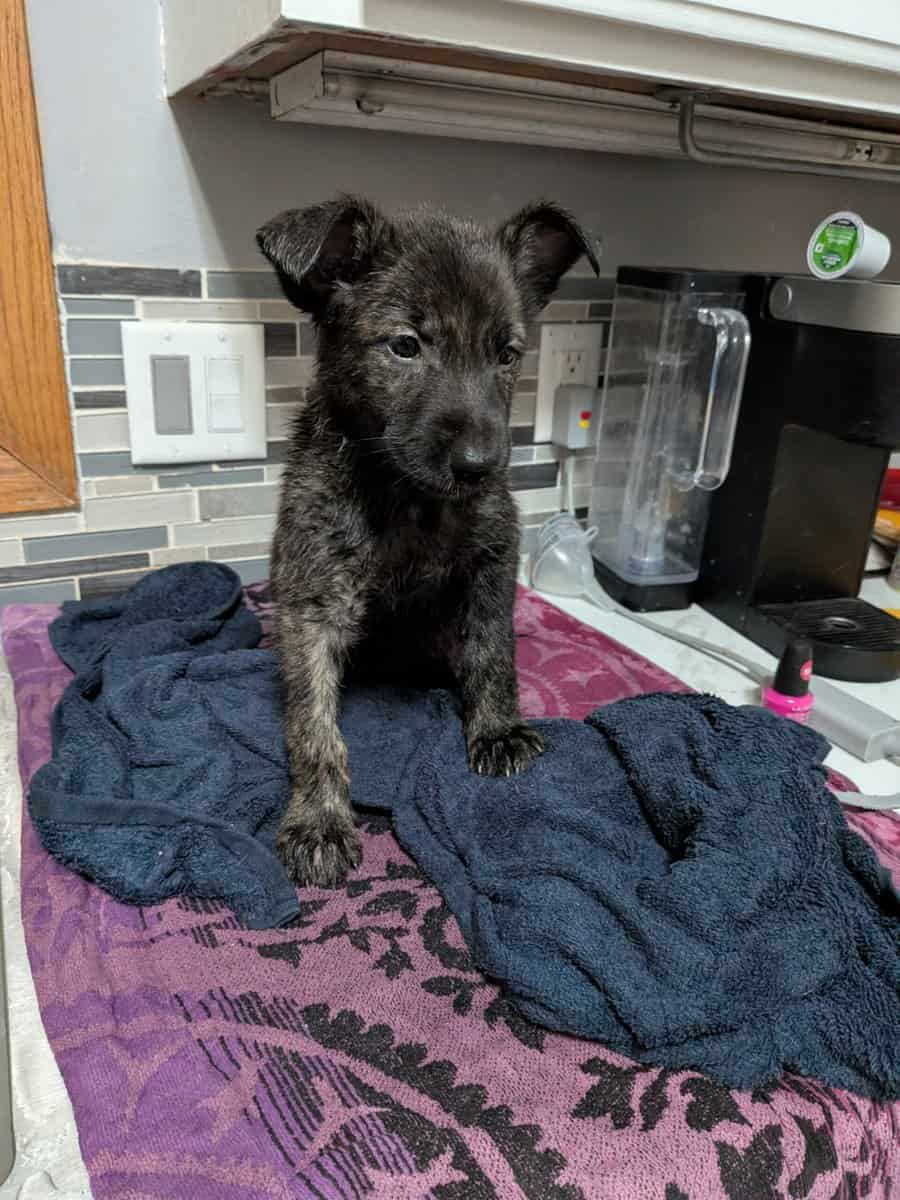Black shepherd pups image 4