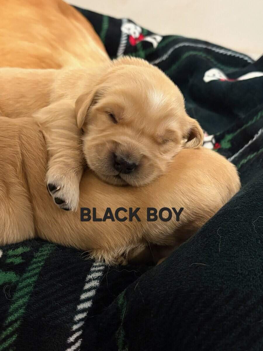 Puppies image 1