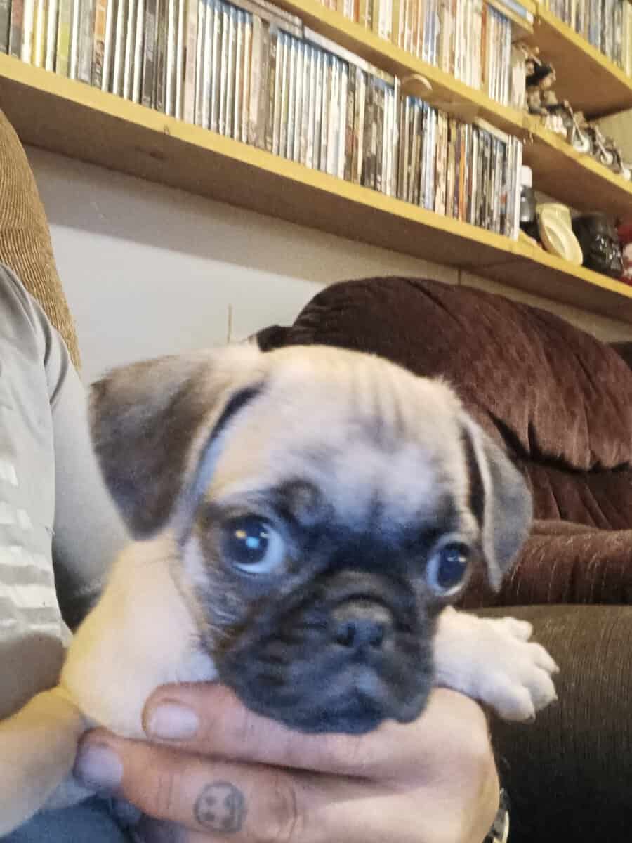 Pug puppies image 1