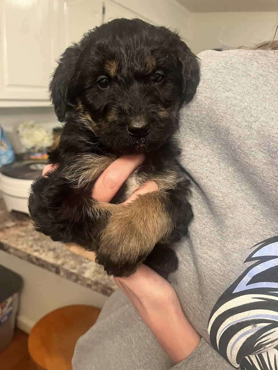 Shepadoodle Puppies image 1