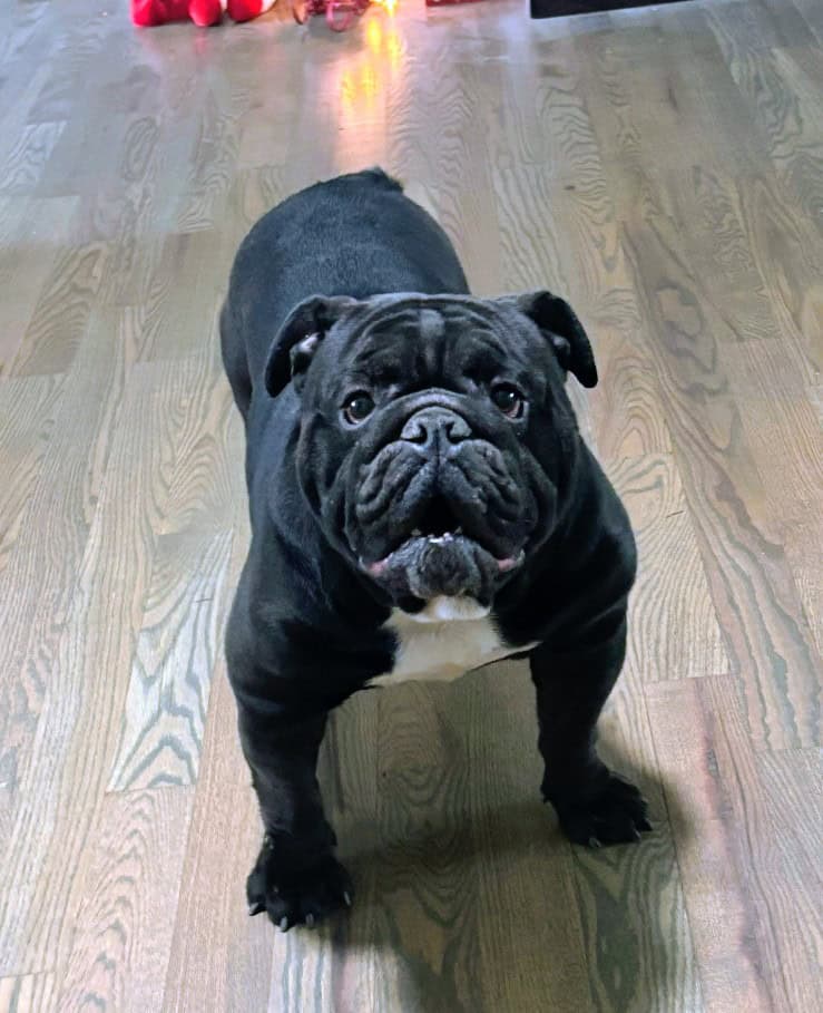 ENGLISH BULLDOG PUPPIES image 5