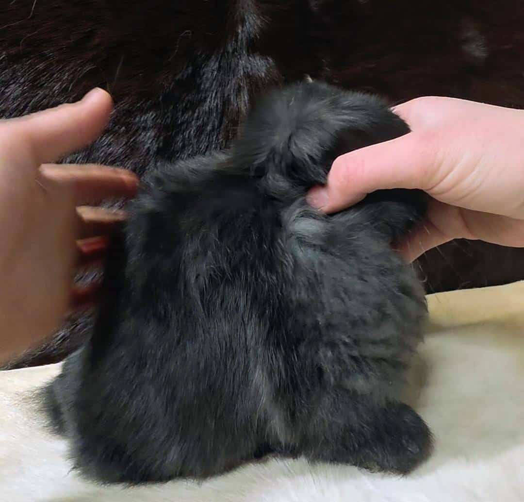 Quality Holland Lop rabbit for sale image 3