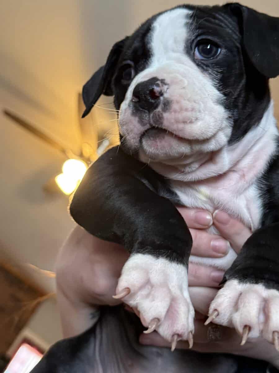 Puppies for Sale! image 1