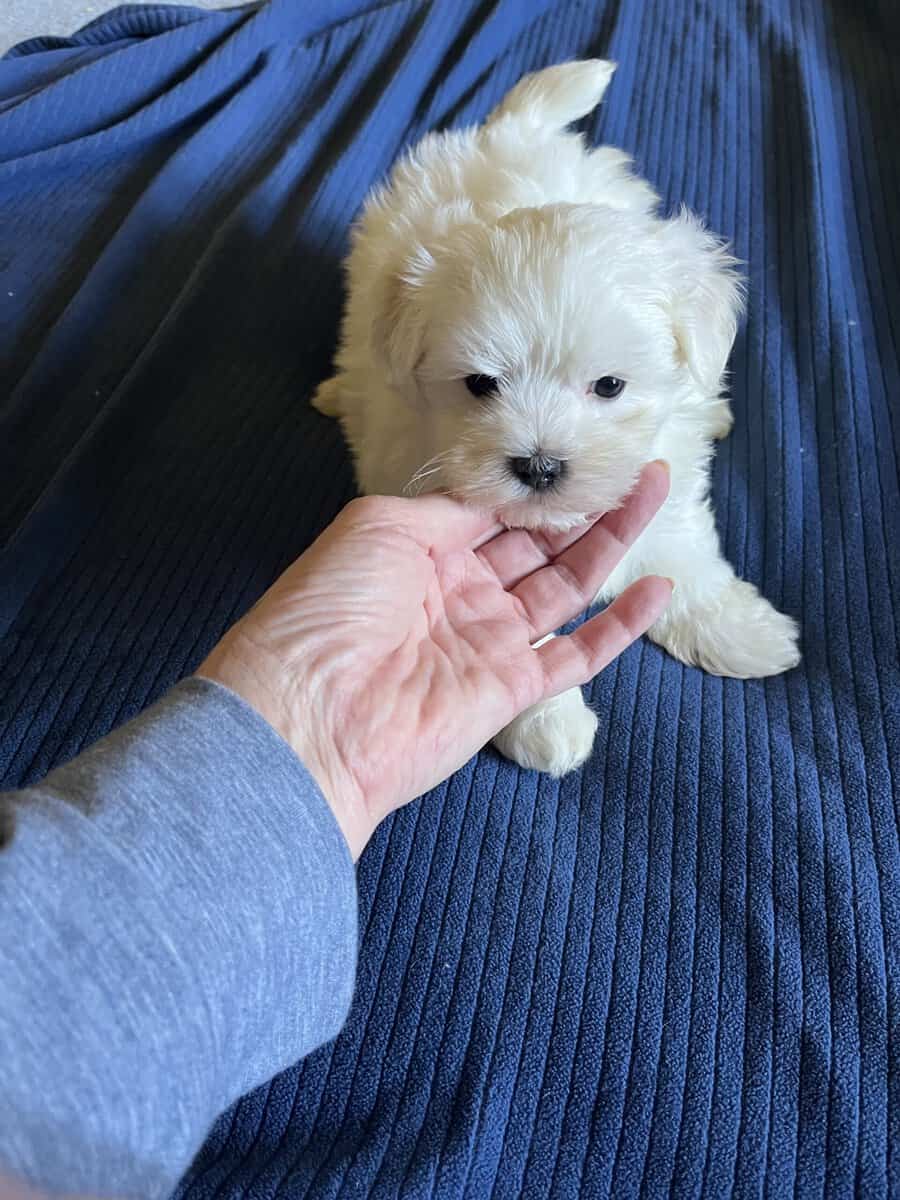 Maltese Male and Female Puppy A.K.C. For Sale image 2