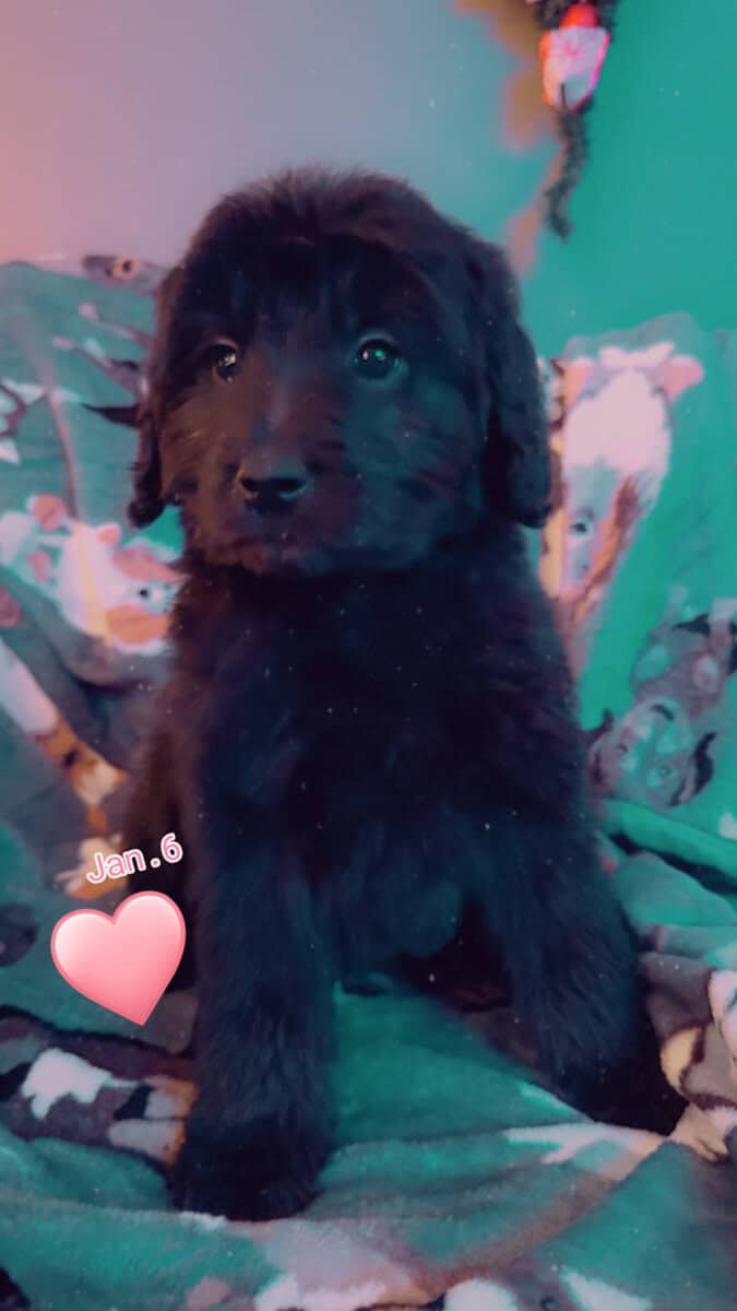 Golden doodle puppies image 3