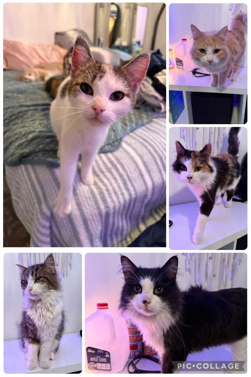 Cats for new homes image 1