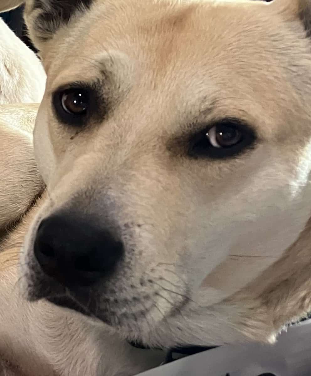 Zoey is looking for you! image 3