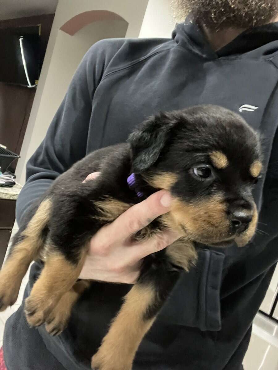 Purple Collar Rottweiler image 1