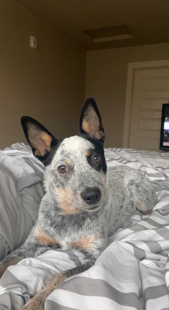 Looking for a loving home for Nova image 1