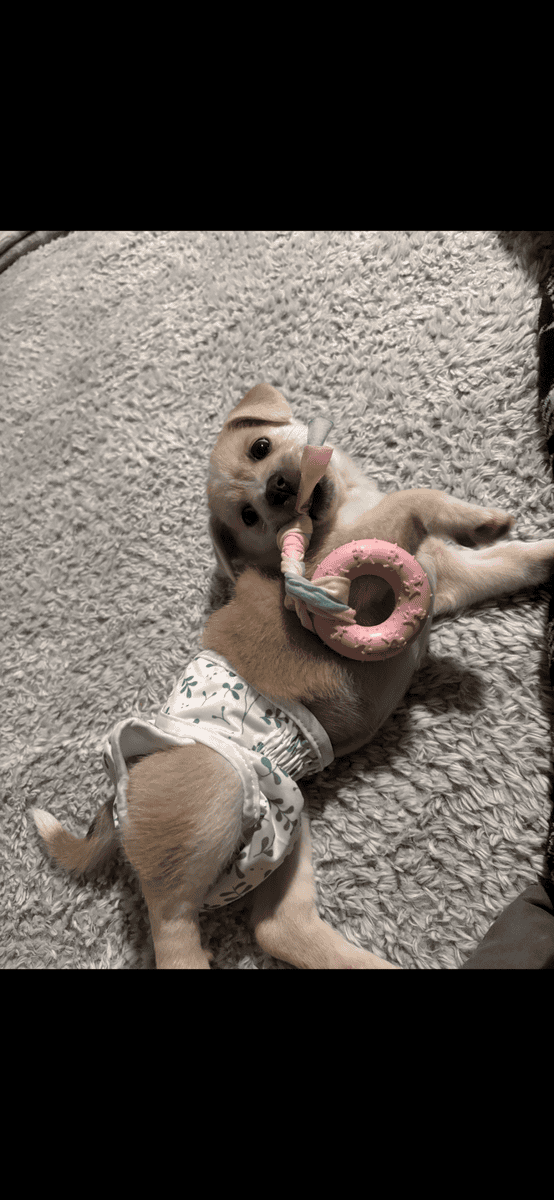 Sweet Puppy Tyson image 1