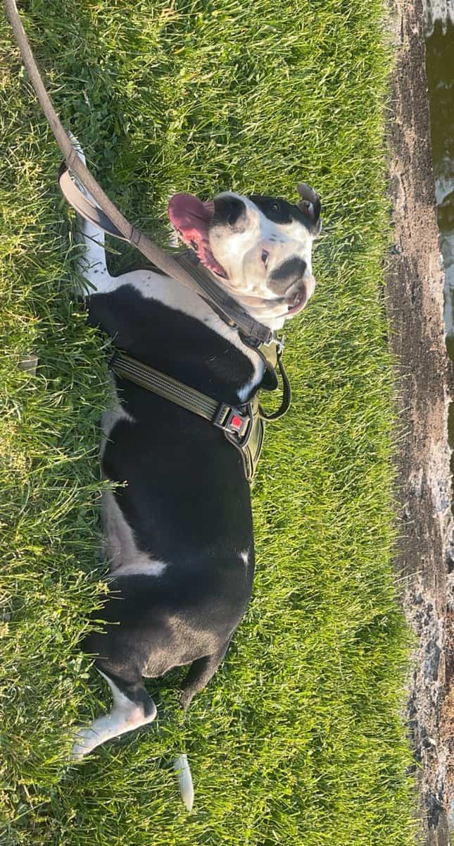 Looking To Rehome My Furry Friend image 4