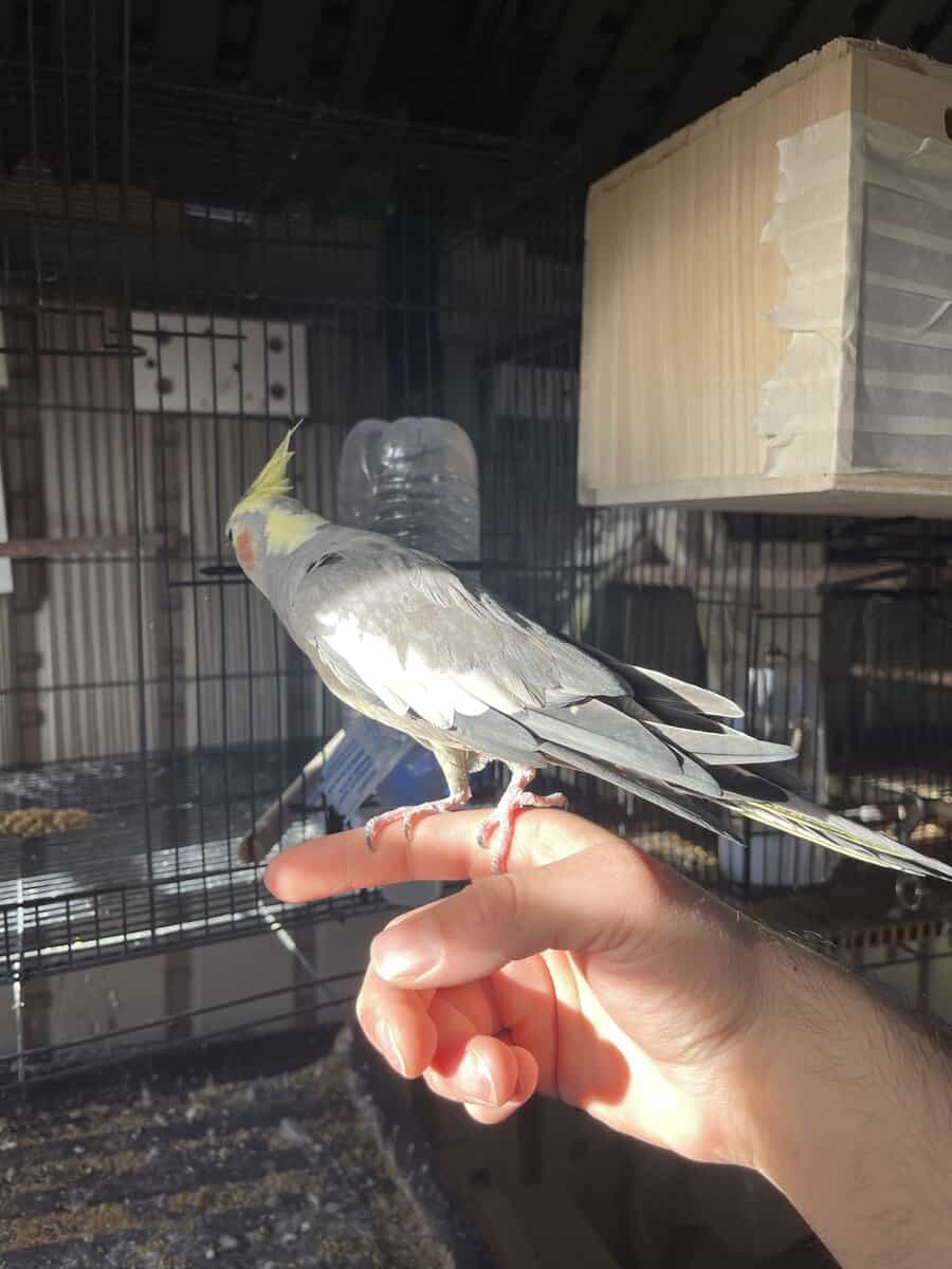 Fully tame female cockatiel image 1