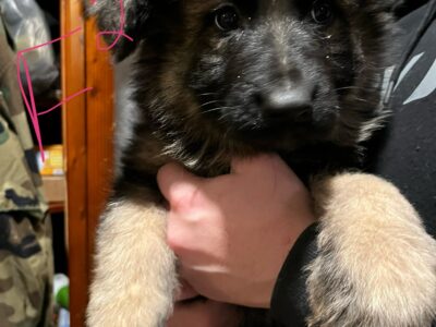 Female Long haired German shepherds