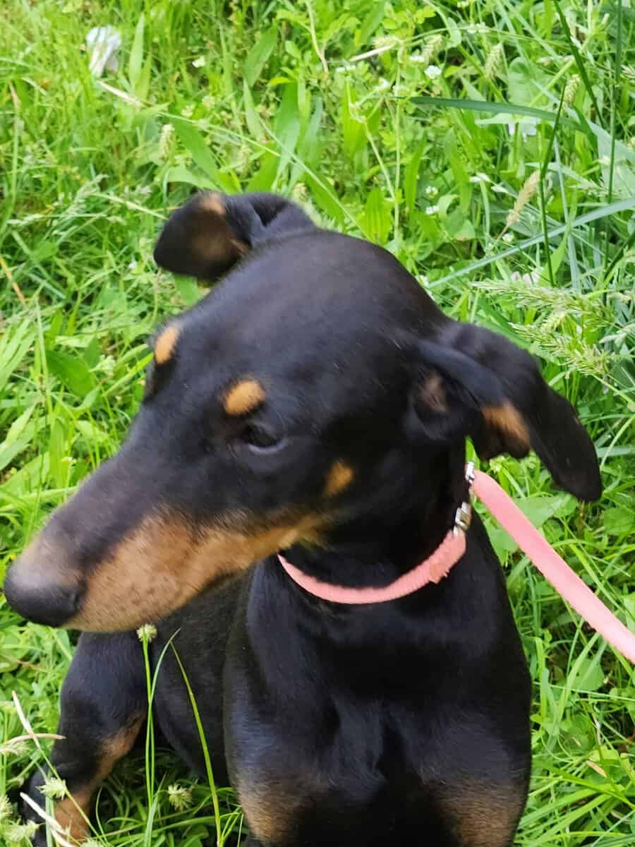 Doberman image 6