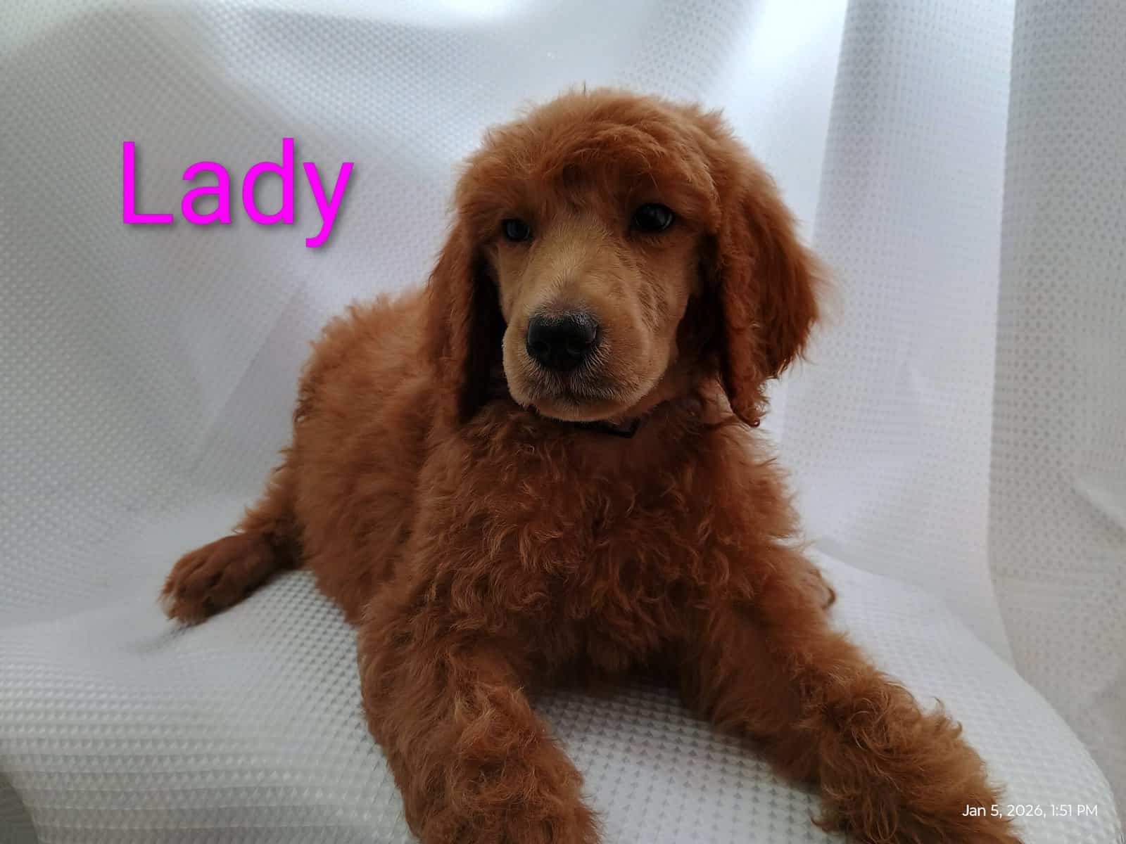 Standard Poodle Puppies (red/apricot) image 5