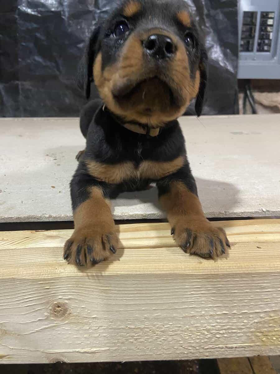 breeder image 1