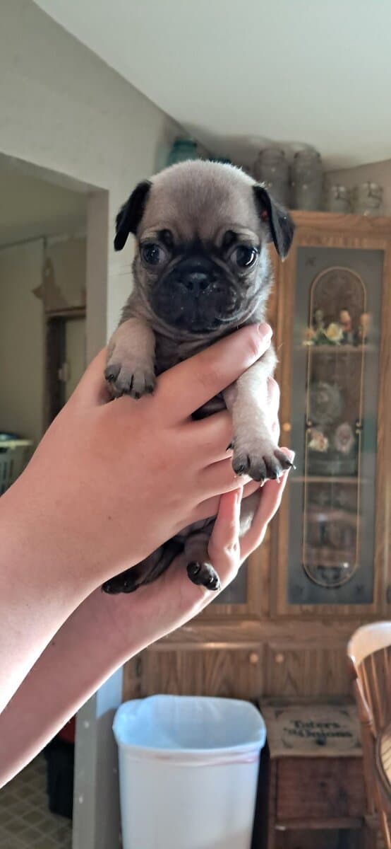Pug puppies image 5