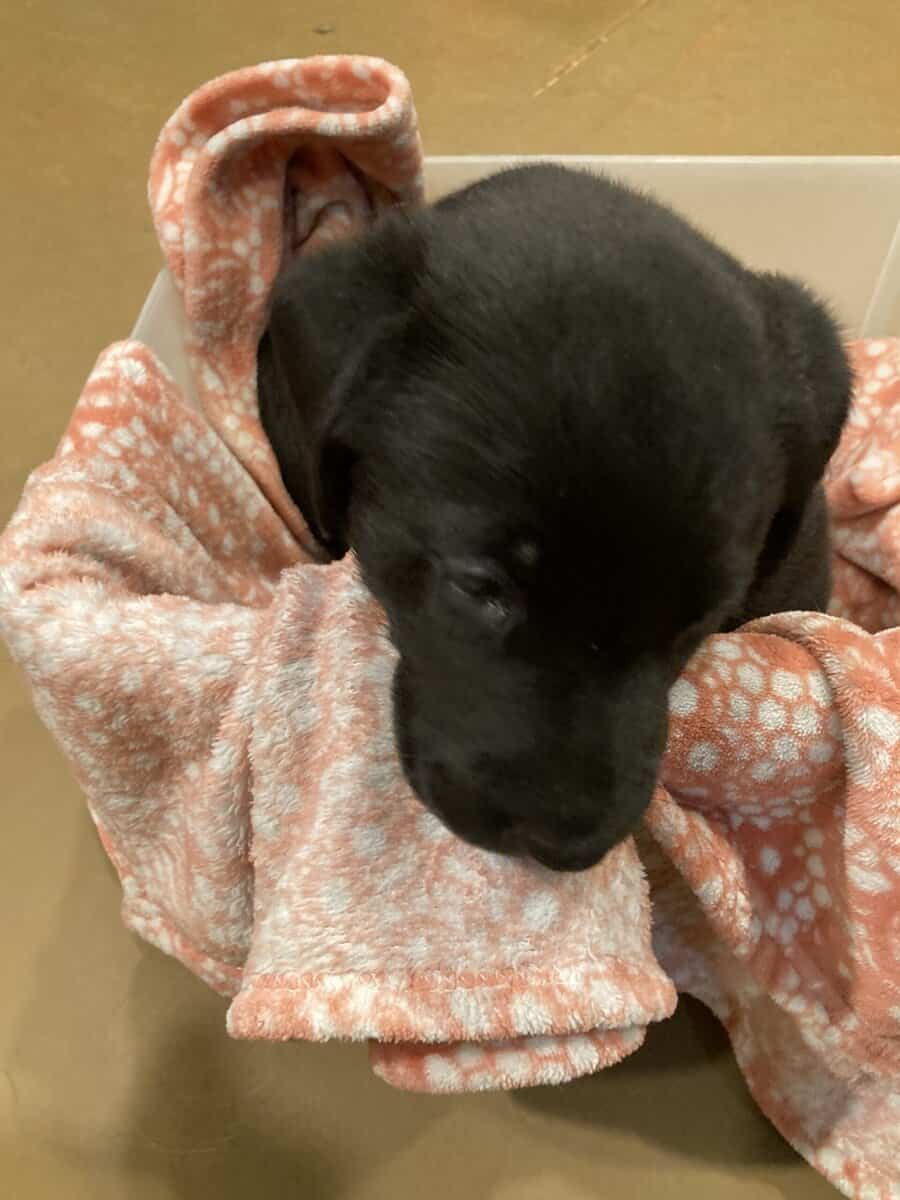 Lab mix puppies image 4