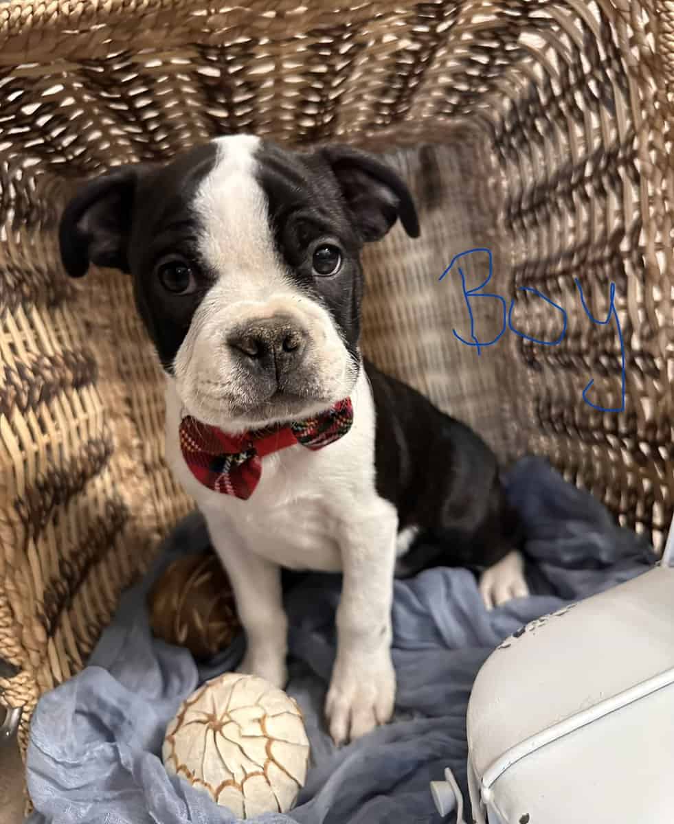 Tiny snorts, Wiggly butts, and excessive cuteness image 1