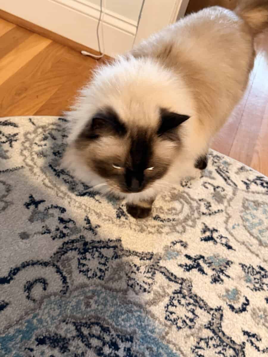 Purebred Ragdoll Cat, 10 year old image 2