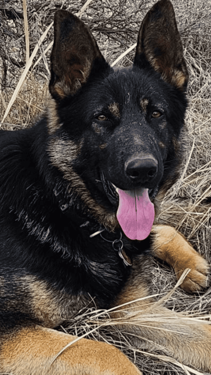 Sable German Sheperds image 10